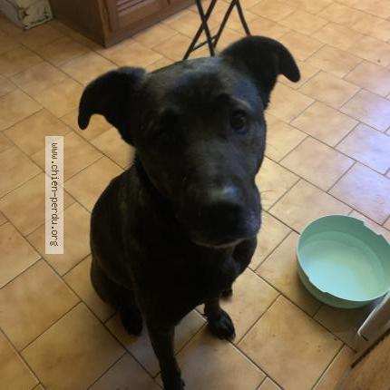 Photo 1/1 Found dog Found in Chevannes