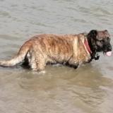 Picture of dog lost at Scrignac