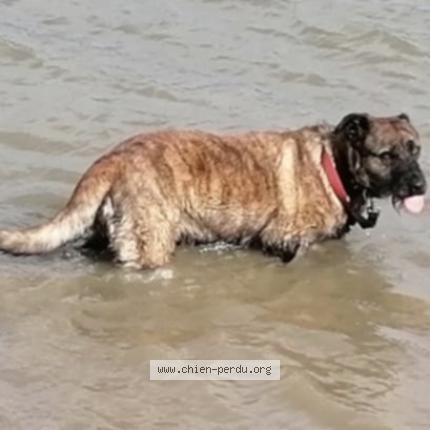 Photo 1/1 La&iuml;ka Chien lost in Scrignac