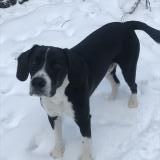 Picture of dog lost at Lanet