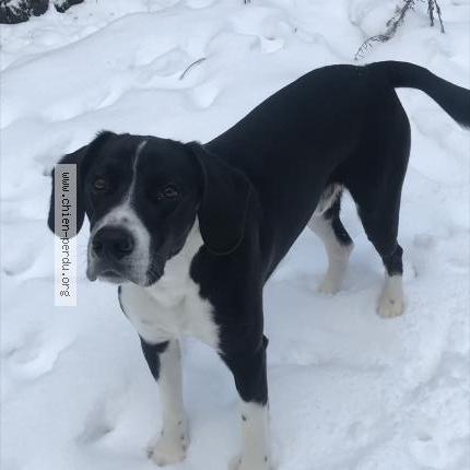 Photo 1/1 bruno Chien lost in Lanet