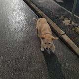 Picture of dog found at Montpellier