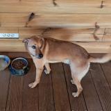 Picture of dog lost at La Plaine Saint Paul