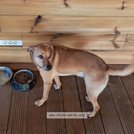 Photo 1/1 Tomy Chien lost in La plaine saint paul