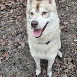 Picture of dog lost at Namur