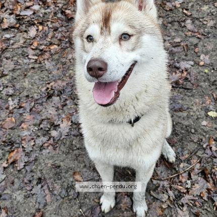 Photo 1/1 Xenor Chien lost in Namur