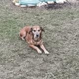 Picture of dog lost at Saint Quentin Du Dropt