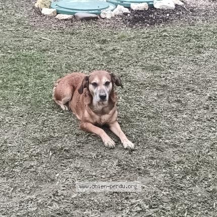 Photo 1/1 Djah&iuml;ka Chien lost in Saint quentin du dropt