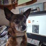 bandy