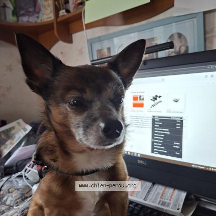 Foto eines verlorenen Hundes in Schmiede