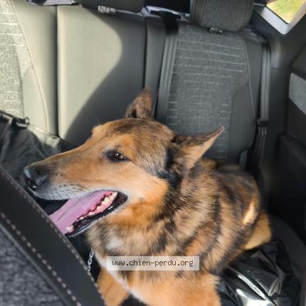 Photo 1/1 Found dog Found in Sotteville les rouen