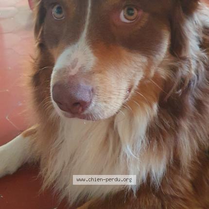 Photo 1/1 Eliot Chien lost in Allauch