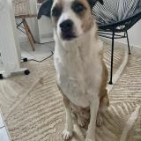 Picture of dog lost at Bordeaux