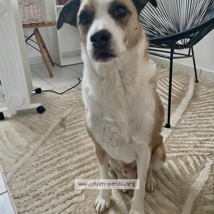 Photo 1/2 Sony Chien lost in Bordeaux