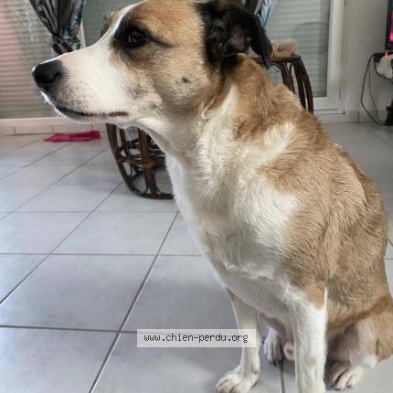 Photo 2/2 Sony Chien lost in Bordeaux