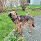 Picture of dog lost at Lillebonne