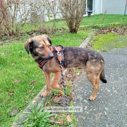 Photo 1/1 Malyo Chien lost in Lillebonne