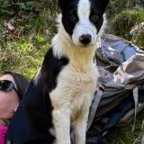 Picture of dog lost at Lavit