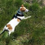 Picture of dog lost at Avignon