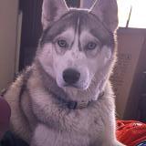 Picture of dog lost at Mazingarbe