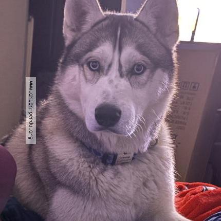 Photo 1/1 Viking Chien lost in Mazingarbe