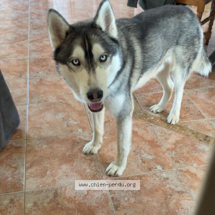 Photo 1/1 Natsu Chien lost in Avaray