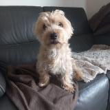 Picture of dog lost at La Membrolle Sur Longuenee