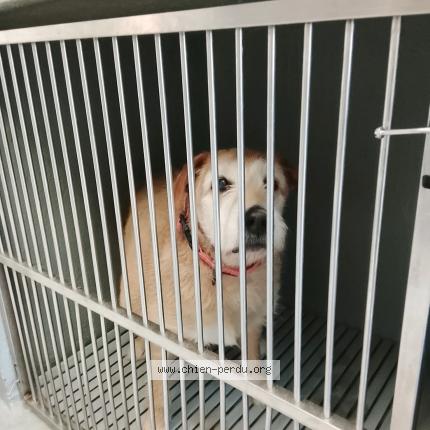 Photo 1/1 Found dog Found in Six fours les plages