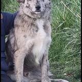 Picture of dog lost at Moissieu Sur Dolon