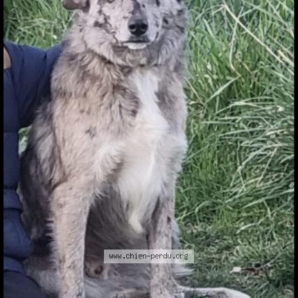 Photo 1/1 Volt Chien lost in Moissieu sur dolon