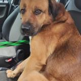 Picture of dog lost at Bruay La Buissiere