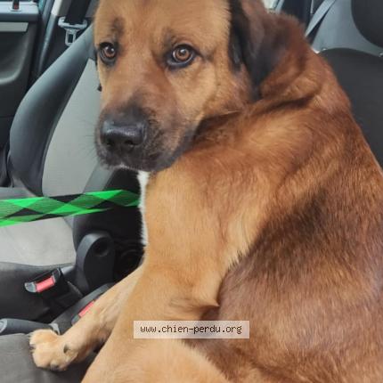 Photo 1/1 Guismo Chien lost in Bruay la buissiere