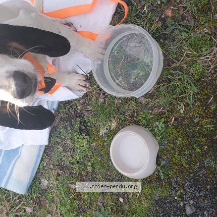 Photo 1/1 Found dog Found in Josat