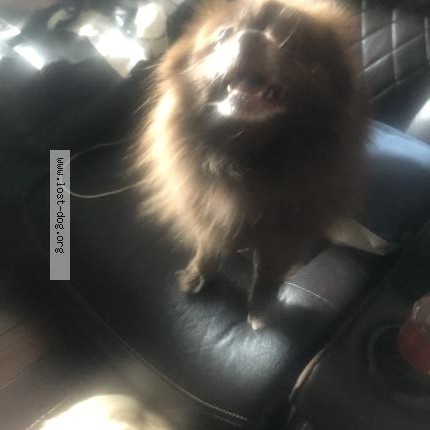 Photo 1/1 Found dog Found in Bedford