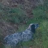 Picture of dog lost at Meillac
