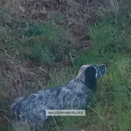 Photo 1/1 toscane Chien lost in Meillac