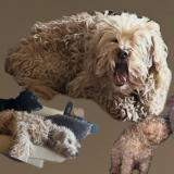 Picture of dog lost at Gelos