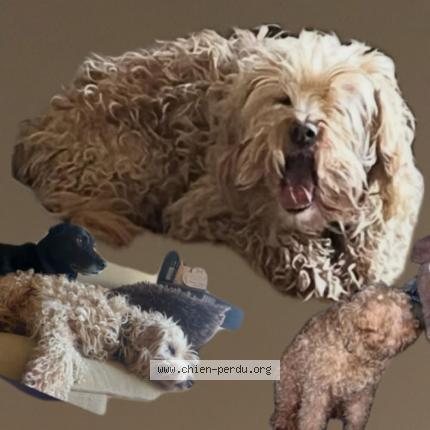 Photo 1/1 Dobby Chien lost in Gelos