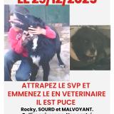 Picture of dog lost at Gond Pontouvre