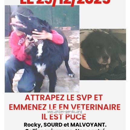 Photo 1/1 Rocky Chien lost in Gond pontouvre