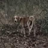 Picture of dog found at Salles