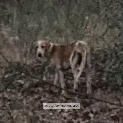 Photo 1/1 Found dog Found in Salles