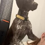 Picture of dog lost at Masnieres