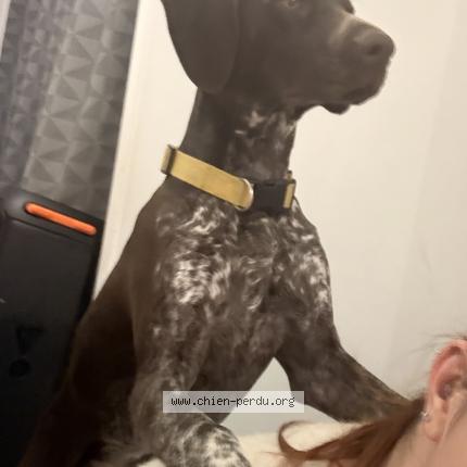 Photo 1/1 Athéna Chien lost in Masnieres