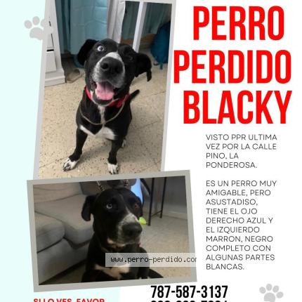 Photo 1/1 Black Chien lost in Caguas puerto rico