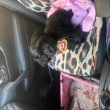 Picture of dog lost at Mcminnville