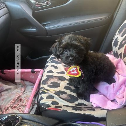 Photo 1/1 Roxie Dog lost in Mcminnville