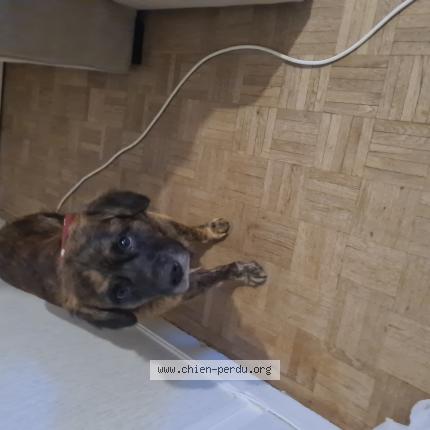 Photo 1/1 Found dog Found in Givry