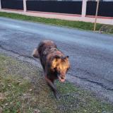 Picture of dog found at Roques