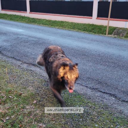 Photo 1/1 Found dog Found in Roques